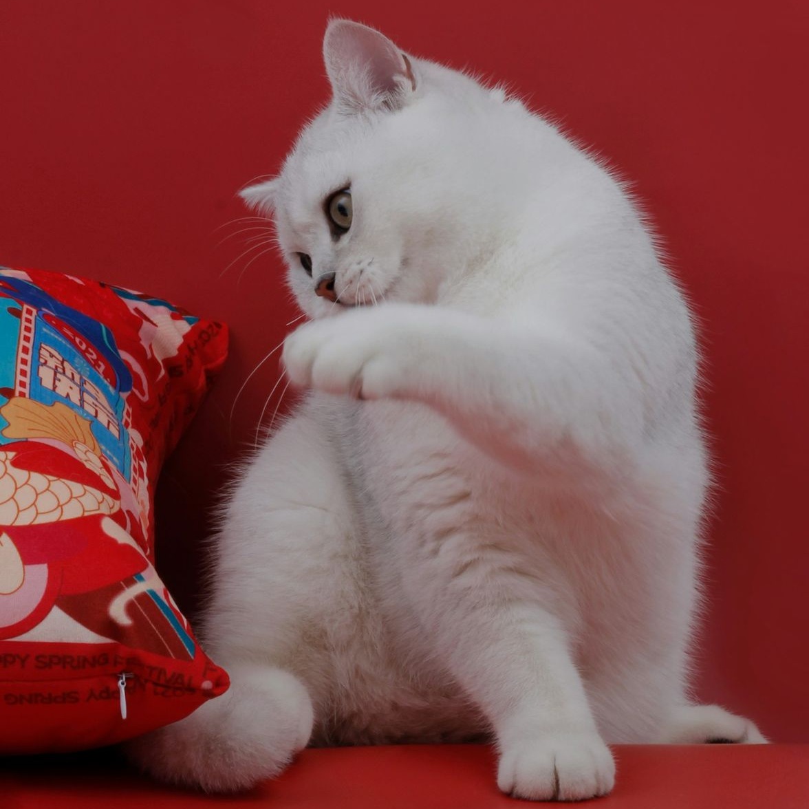 a white cat with its paw on a red surface